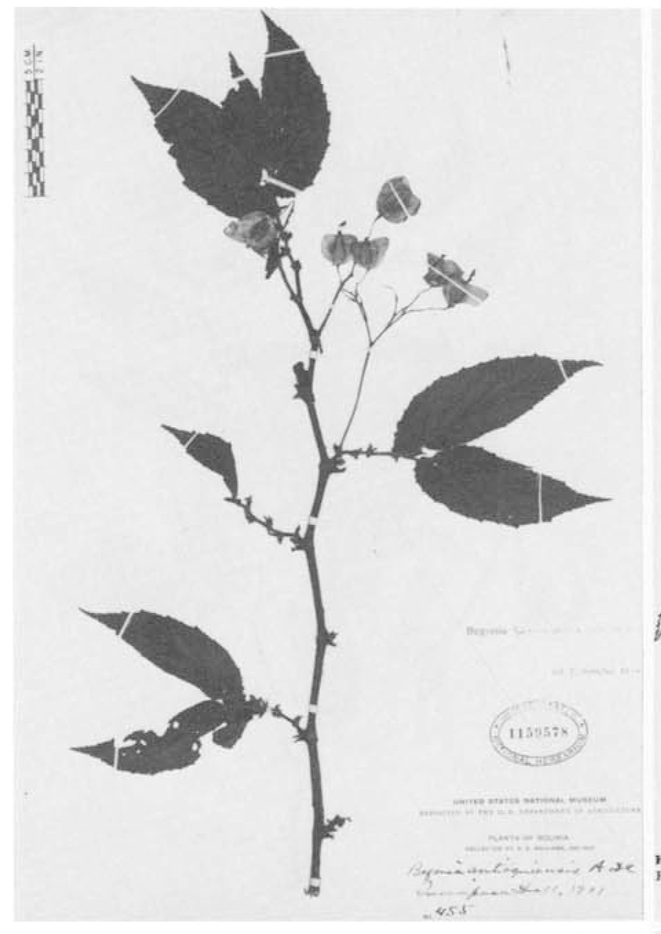 B. leptostyla